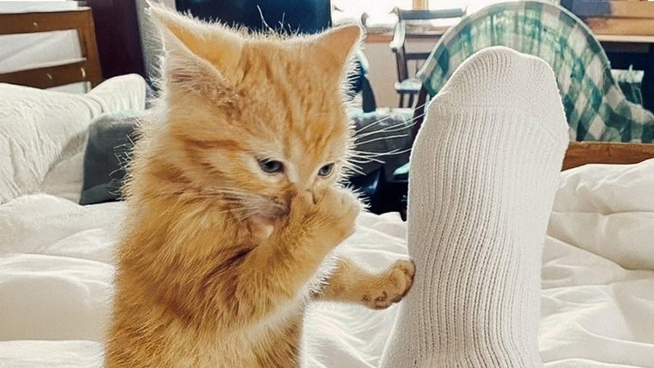 Кошки глупее, чем вы думаете 😅