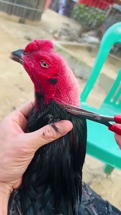 manfaat cukur bulu ayam #shortsvideo #ayambangkok #viral