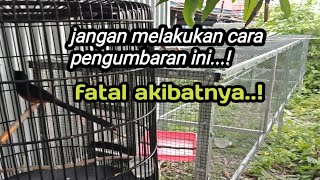 teknik pengumbaran yang benar agar mental murai tidak drop..