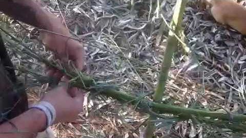 Teaching the Bamboo Dome Hut Structure weave to the homeless