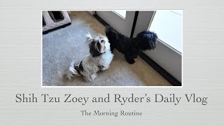 Shih Tzu Zoey & Ryder's Morning Routine Vlog