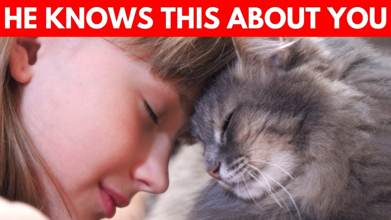 15 Shocking Things Your Cat Knows About You! (You Wonโt Believe 7 15 Shocking Things Your Cat Knows About You! (You Wonโt Believe 7