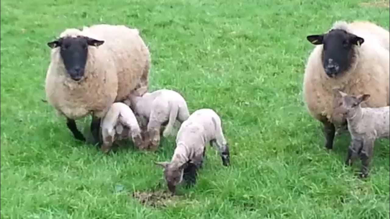 2 shakes of a lambs tail YouTube