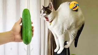 🐱😅 Funniest Dogs and Cats 😸🐱 Best Funny Animals 2024 # 15