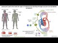 Lecture 1d: Lymphoid Organs and Lymphatics