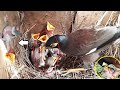 Bird STARVES Late Born baby to Death &amp; THROWS it OUT | BABY BIRDS IN NEST GROWING | EP 2 FULLVIDEO