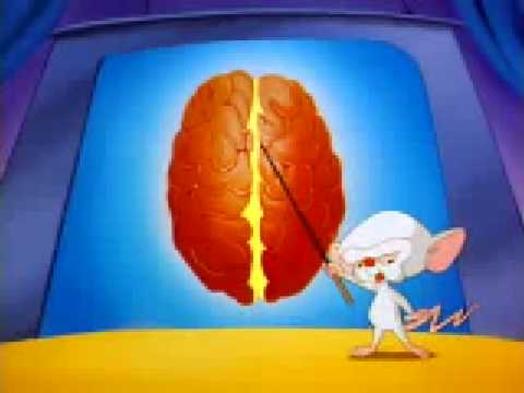 pinky y cerebro partes del cerebro