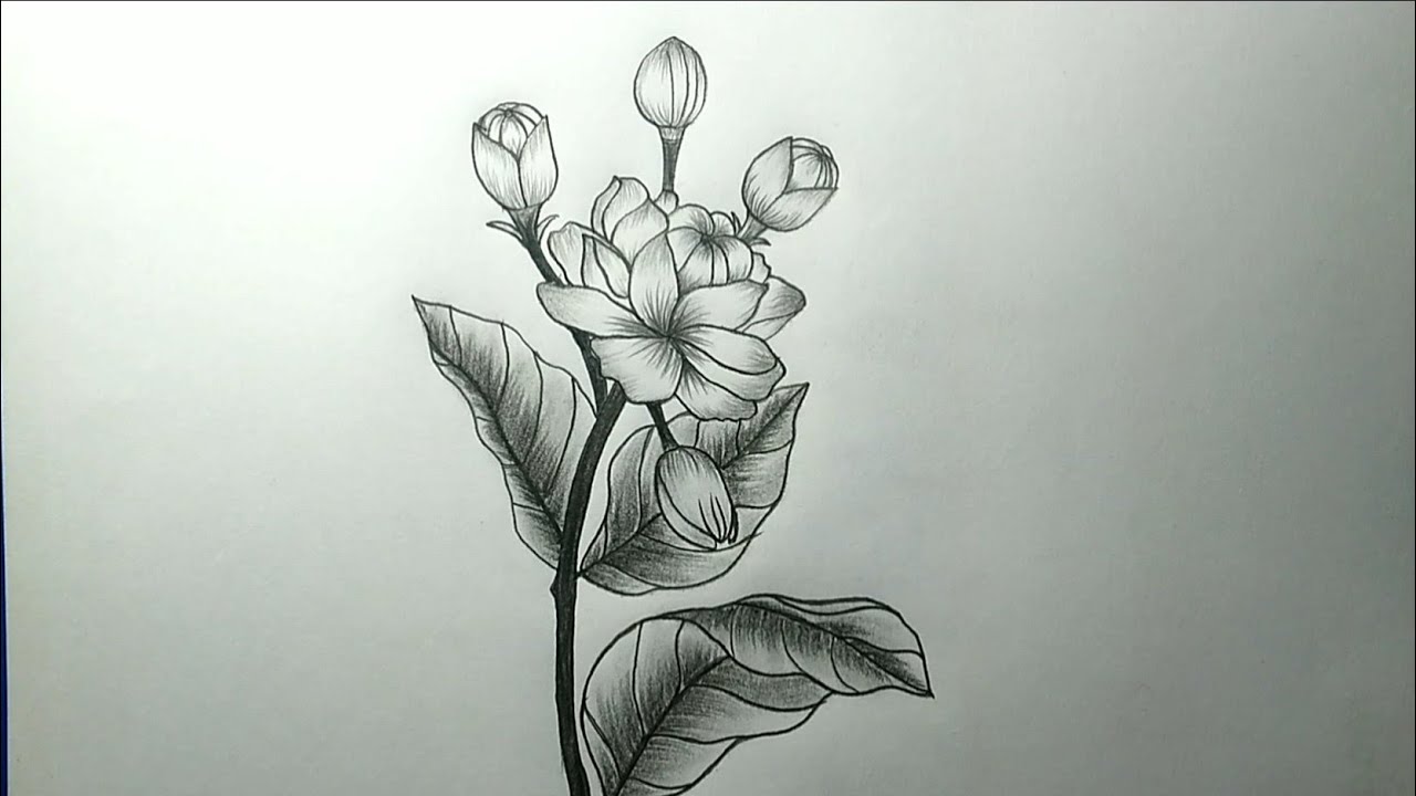How to draw Arabian jasmine flower how to draw jasmine jesmin art