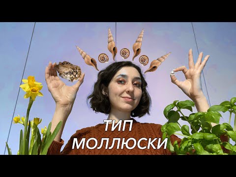 Урок "Тип Моллюски" - ЦТ, ЕГЭ, ЗНО