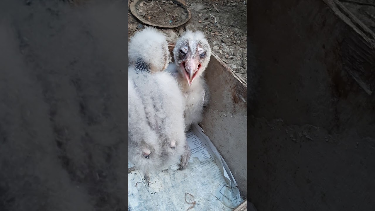 Memberi Makan Burung Hantu Tyto Alba Yang Masih Chick Youtube