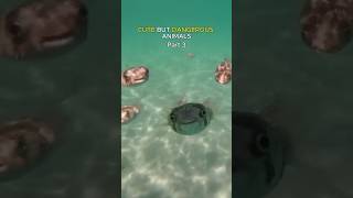 Cute But Dangerous Animals Part 3