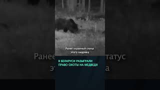 В Беларуси разыграли первое право охоты на медведя, разрешена добыча 20 особей  #беларусь #новости