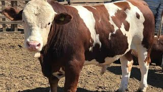 Забой быка Герефорд возрост год и 3м. 250кг мясом