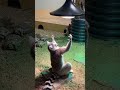 Lemur Raises Arms Towards the Light