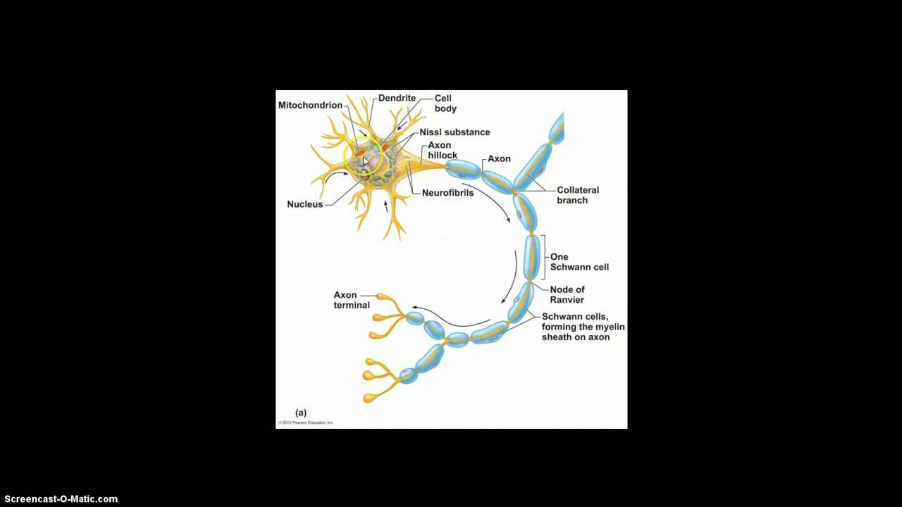 Cells in the Nervous System - YouTube