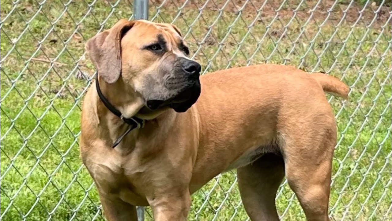 I need to socialize my dogs more￼ 