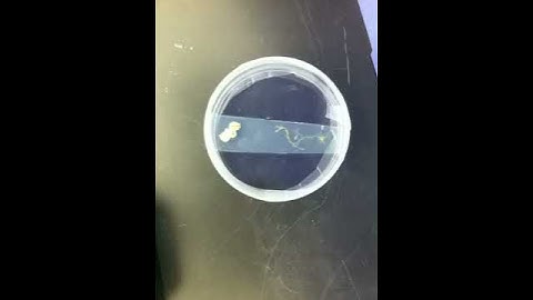 Distributed network test run