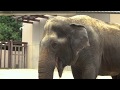 view Meet Ambika - Asian Elephant digital asset number 1