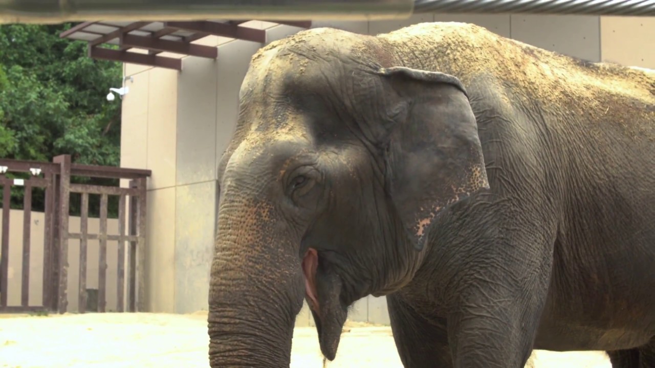Elderly Asian Elephant Ambika Dies at Smithsonian's National Zoo