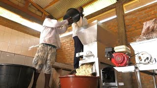 Flambée du prix du blé au Cameroun : la farine de manioc, une alternative locale aux céréales