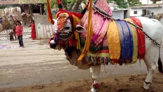 ongole bulls devotional game show on sankranti festival Gangireddulaata | Gangireddu Performance