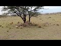 Black-Backed Jackal is Beaten by Cheetah Cubs in Maasai Mara