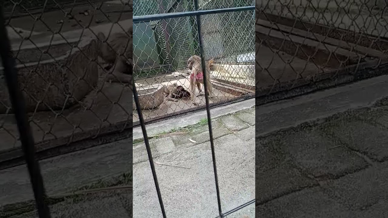 Taman Hewan Pematangsiantar / Kebun Binatang Pematangsiantar / siantar zoo part 5