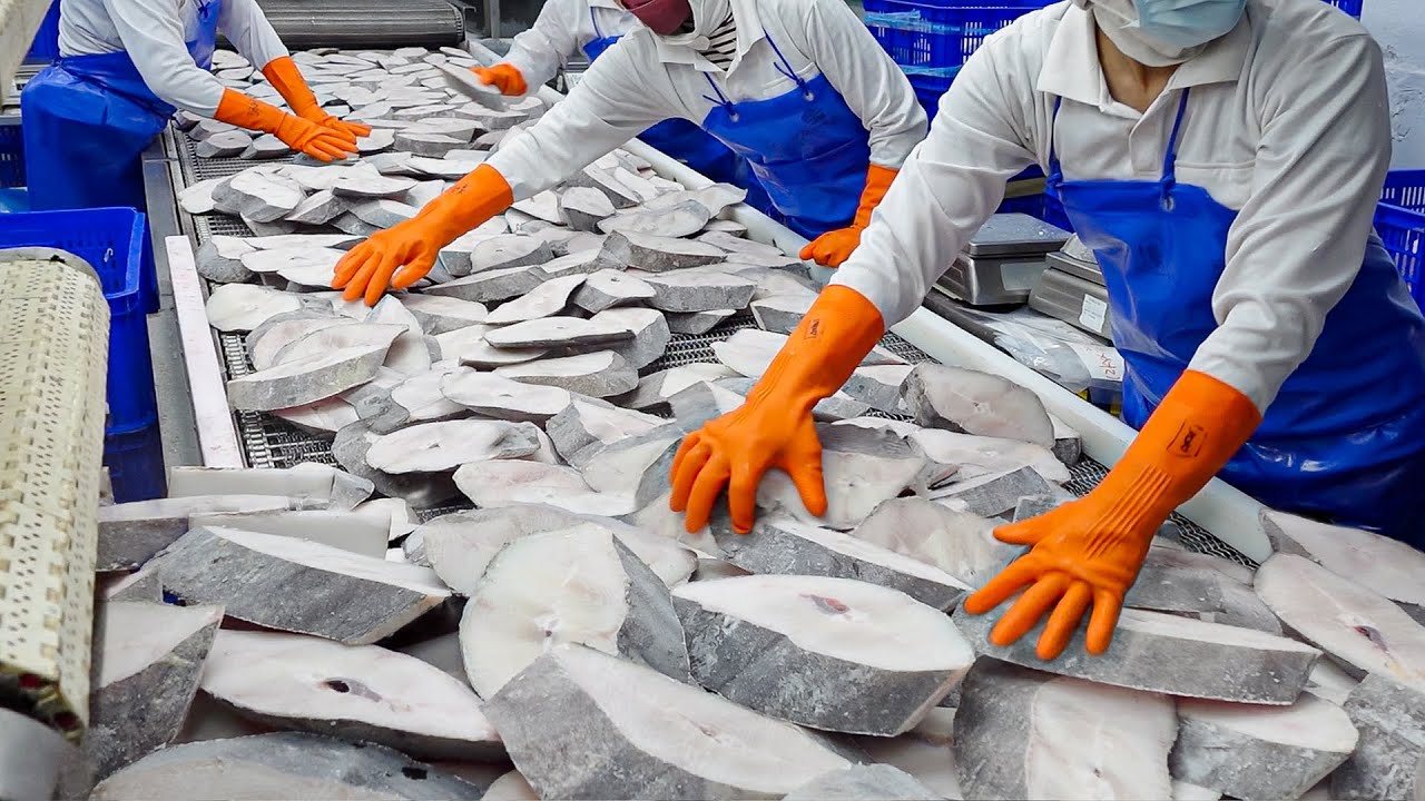 ⁣25 Tons a Day! Halibut Fish Steak Processing Plant / 大比目魚加工, 蒜香比目魚 - Food Factory