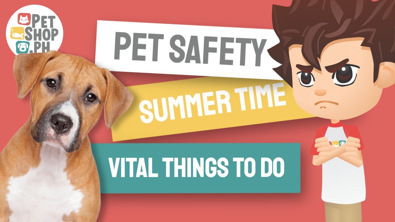 Hot Weather? Tips to keeping your pets safe. - YouTube