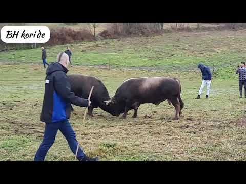 Video: Trčanje Bikova U Terceira, Azorskim Otocima, Portugal