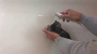 Chihuahua Puppy Bath Time 6 Weeks Cute