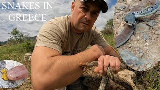 ЗА ЗМИИ В ГЪРЦИЯ 🐍🐢🐸🇬🇷HERPING IN NORTH GREECE