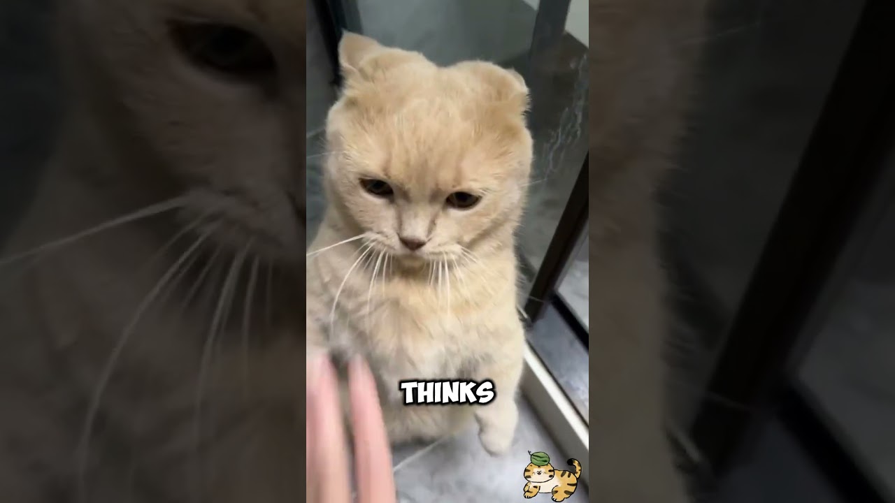 My Cat's BIGGEST Enemy: The Vacuum Cleaner! 🤯