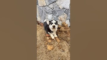 哭笑不得，你家二哈也这样吗？ #pets #专治不开心 #cute #funny #萌寵 #可爱 #萌宠 #movie #animals