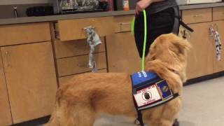 Service dog in training tasks