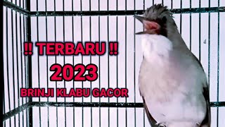 BRINJI KELABU GACOR. MASTERAN BRINJI KELABU. PANCINGAN BRINJI KELABU. SUARA BURUNG BRINJI KELABU