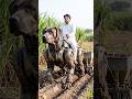 robot harvesting planting crops #shortsreels #shorts #shortsviral