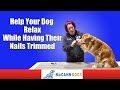 Teach Your Dog To Be Comfortable With Nail Clipping