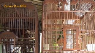 Tarung Hebat Kacer Poci VS Trio Cucak Ijo