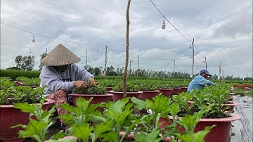 NGẮT CƠI 1 - BẤM NGỌN HOA CÚC PHA LÊ | KỸ THUẬT TRỒNG HOA CÚC 2023