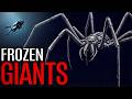 Why Antarctica Turns Animals Into Giants