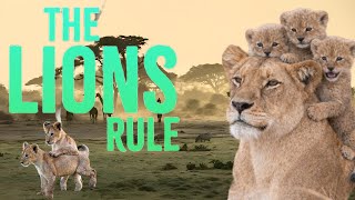 Lions Rule | Full Length Edition | Lion Pride Documentary