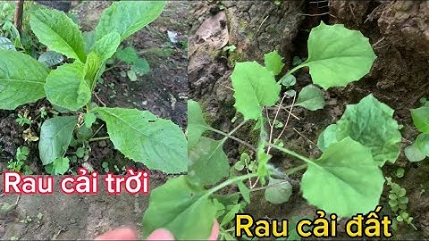Rau cải đất, cải trời trông như thế nào?/rau cải đất, cải trời mọc tự nhiên ăn ngon tốt cho sức khoẻ