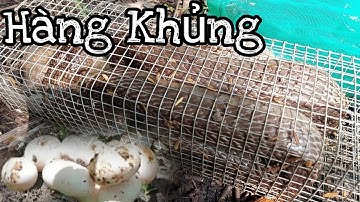 Cao thủ bẫy Rắn trúng con rắn khủng ẩn thân giữa khu Rừng Già | Cần gò Công