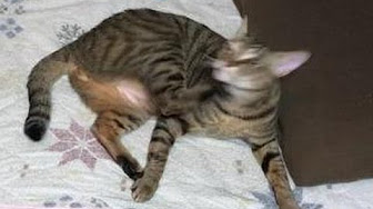 猫 蹴るまとめ Youtube