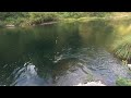 Catching Wild Salmon 09/21/24   HD 1080p