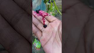 আমার হাতটা এমন হলো কেন #beautifulnature #dailyvideo #dailyvlog #newvlog #bangladeshnature #bbcearth
