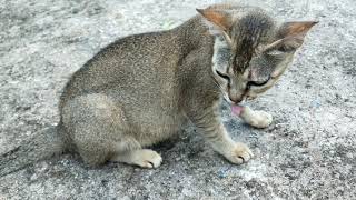 Funny Cats And Kittens Life 4K Quality Video Episode 7 | Viral Cat Animals cat Indian // New video