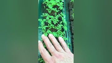 Watering soil block tip