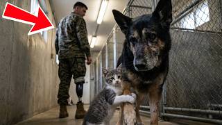 Shelter Planned to Euthanize This German Shepherd Until a Wounded Marine Walked In